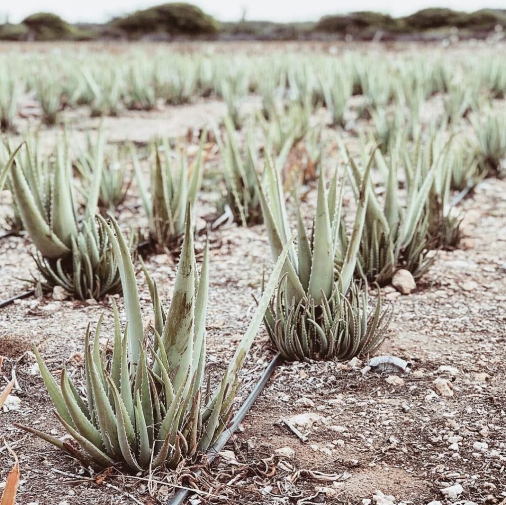 10 Instagram-Worthy Spots in Aruba